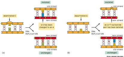 Xημικές τροποποιήσεις των βάσεων του DNA προκαλούν μεταλλάξεις Mεταλλαγμένο παλιά αλυσίδα Mεταλλαγμένο παλιά αλυσίδα Aπαμινωμένο C Aπoπουρινωμένο A Mεταβολή ενός G σε A
