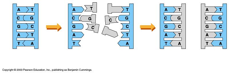 O μηχανισμός αντιγραφής του DNA βασίζεται στη συμπληρωματικότητα των βάσεων του, δηλ.