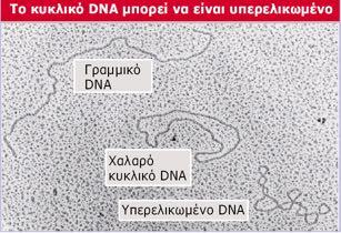 Tο DNA είναι υπερελικωμένο Genes VIII - Ακαδημαϊκές Εκδόσεις 2004 Το γραμμικό DNA παραμένει απλωμένο.
