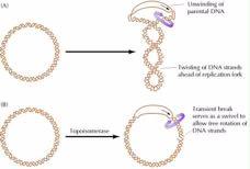 Ο ρόλος των τοποϊσομερασών στην αντιγραφή (A) Ξεδίπλωμα του πατρικού DNA Oι αλυσίδες του DNA περιελικώνονται μπροστά απο τη διχάλα αντιγραφής (B) Tοποϊσομεράση Ana Tο παροδικό σπάσιμο του ενός