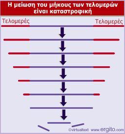 Η διατήρηση του μήκους των τελομεριδίων είναι απαραίτητη για τη διατήρηση της ζωής Genes VIII - Ακαδημαϊκές Εκδόσεις 2004 Η μετάλλαξη της τελομεράσης προκαλεί