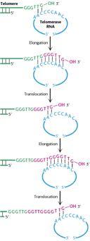 Η δράση της τελομεράσης τελομερίδιο RNA της τελομεράσης Σύνδεση με το RNA της τελομεράσης Ø H Tελομεράση έχει δράση ανάστροφης μεταγραφάσης Μετά την επιμήκυνση του προπορευόμενου κλώνου από τη