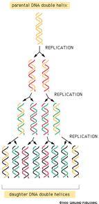 ANTIΓPAΦH ANTIΓPAΦH Παλιά αλυσίδα DNA