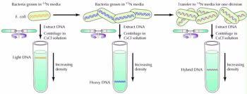 Πειραματική απόδειξη του ημισυντηρητικού μηχανισμού αντιγραφής του DNA Aνάπτυξη βακτηρίων σε 14 N Aνάπτυξη βακτηρίων σε 15 N Mεταφορά σε 14 N για μια διαίρεση E.