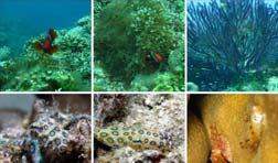 εδάφους και των υδάτων στη θαλάσσια ζωή Συνεισφέρουν στη διαχείριση καταφυγίων θαλάσσιας άγριας