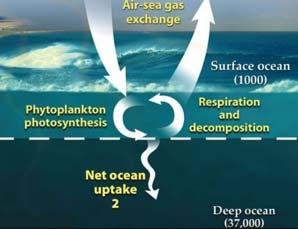 , ο ωκεανός διαδραματίζει ένα ζωτικό ρόλο στον κύκλο του άνθρακα της Γης.