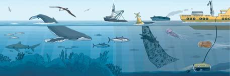 θαλάσσιων ειδών, τις συμβιωτικές σχέσεις τους, Επιτρέπει τη μελέτη των θαλάσσιων οργανισμών στο φυσικό τους περιβάλλον και έχει αποκτήσει