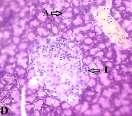 ؿى :2 ػاختاس تافتی غذ پا ىشاع ؽ كحشایی ش و تش ( )A ش دیاتتی ( 30 )Aldehyde fuchsin
