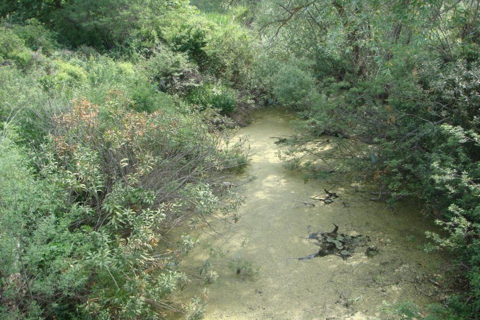 πδϊησλ, φηη ην πξφβιεκα κπνξεέ λα ιπζεέ κεηϊ ηνλ θαζαξηζκφ ηεο πδξνραξνχο βιϊζηεζεο. Δηθφλα 2.