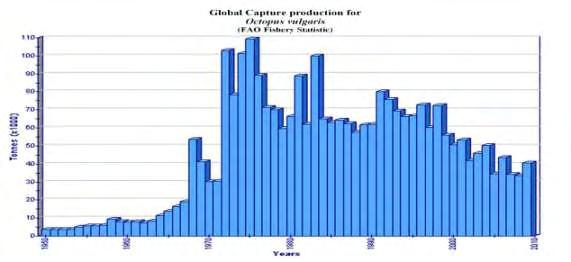 Εικόνα 7: Παγκόσμια αλιευτική παραγωγή O. vulgaris (FAO) Τα χταπόδια αποτελούν το μικρότερο ποσοστό της συνολικής παγκόσμιας αλιευτικής παραγωγής των κεφαλόποδων.