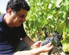 Με άλλους περίπου 200 τόνους που προμηθεύονται από 10 αμπελουργούς βγάζουν κοντά 220 τόνους κρασί.