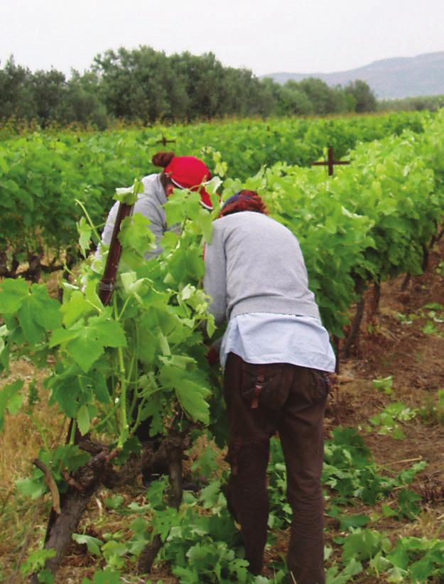 Καλλιεργητικά Wine Trails 9