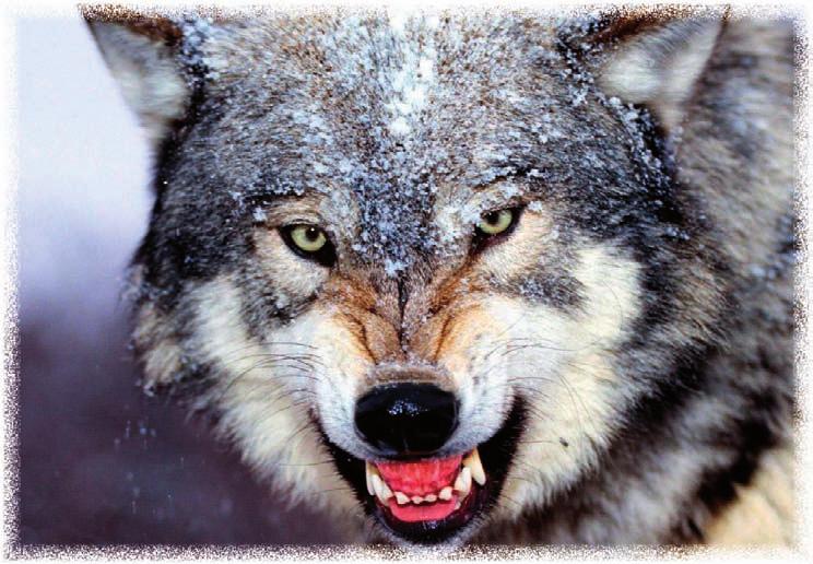 Bookworm s Section Wolf Brother W olf Brother is the first book in a fantastic series, by Michelle Paver.