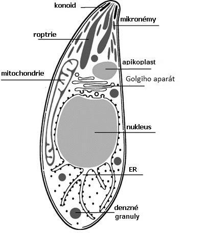 prvok Toxoplasma gondii je zaradený do kmeňa Apicomplexa (Sporozoa), čeľade Toxoplasmatidae.