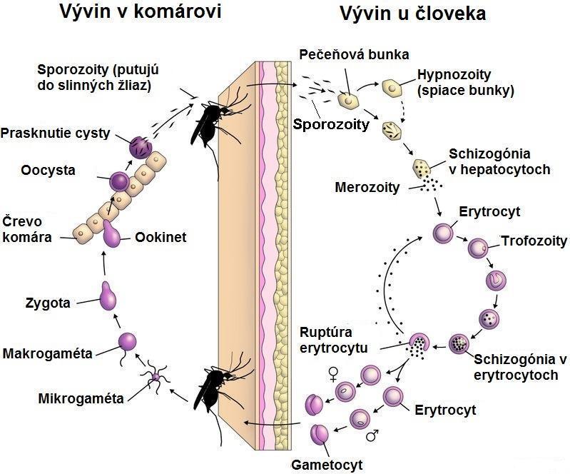 Obr. 61. Vývinový cyklus Plasmodium spp.
