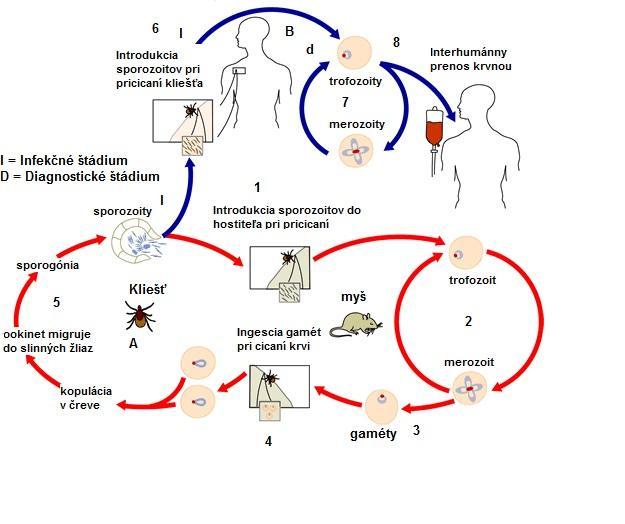 Obr. 63. Vývinový cyklus babézií (upravené podľa www.cdc com). Výskyt a epidemiológia ochorenia V Severnej Amerike spôsobuje ochorenie človeka Babesia microti, v Európe B. divergens.