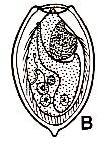 Dospelá forma motolice psej (Obr. 85a) pomenovanej aj sibírska (O. felineus) má lancetovitý tvar. Telo je priehľadné, mierne ţltočervené a povrch (tegument) je hladký.