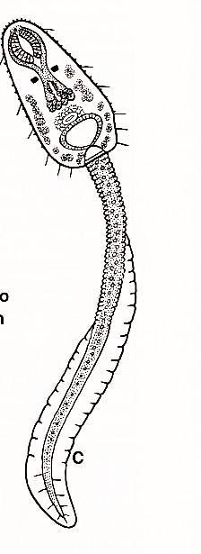 Má podobnú morfológiu tela ako Opisthorchis spp., avšak môţe byť väčších rozmerov 10 25 3 5 mm. Ústna prísavka je v porovnaní s brušnou väčšia. Tegument je pokrytý hrboľčekmi.