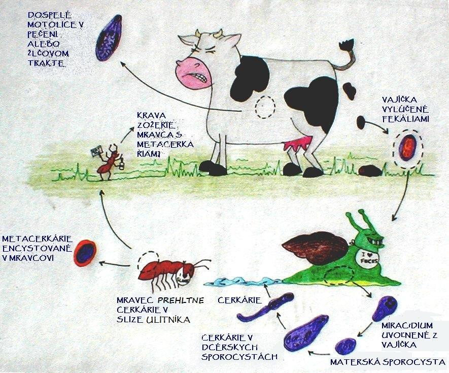 Vývinový cyklus Vývin prebieha mimo vodného prostredia, prvým medzihostiteľom je suchozemský ulitník (Zebrina, Helicella), druhým medzihostiteľom je mravec.