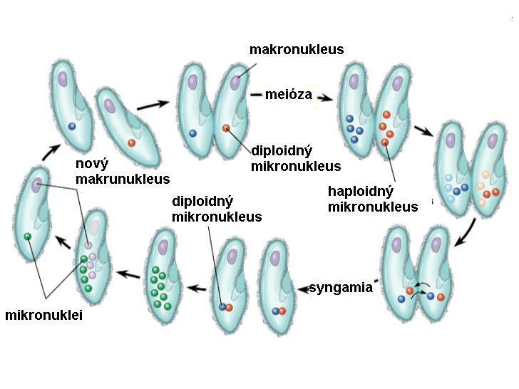 jedinca. Vzniká synkaryon a jedince sa rozdelia. Zo synkaryonu vzniká mikro a makronukleus (Obr.5). Obr. 5. Pohlavné delenie nálevníkov (upravené podľa www.slideshare.net) 5.6.