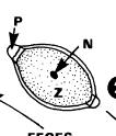 a b Obr. 47. a dospelý jedinec T. trichiura, b vajíčko T. trichiura (upravené podľa Mehlhorna, 2008) Vývinový cyklus (Obr. 48) Ţivotný cyklus T.
