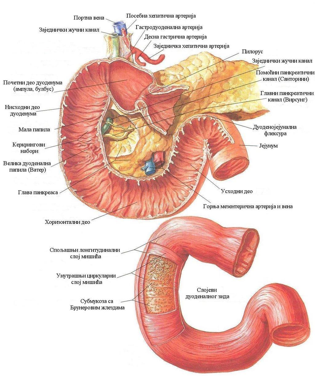 Слика 3. Грађа дуоденума (17). Преузето из: Netter FH. Atlas of Human Anatomy. Viscera (Gut).