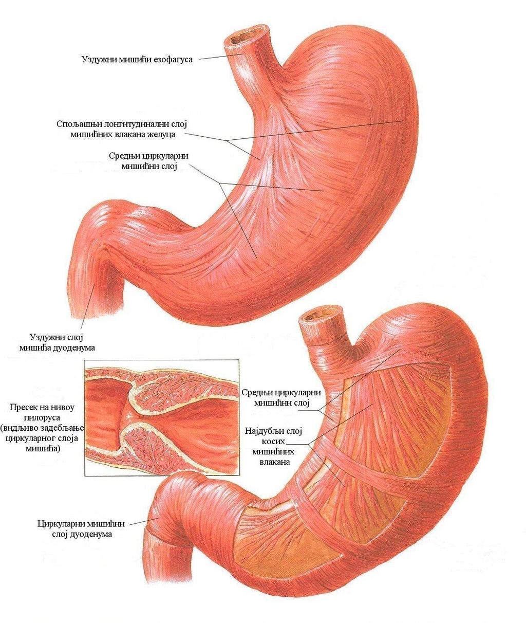 Слика1. Грађа желуца (3). Преузето из: Netter FH. Atlas of Human Anatomy.