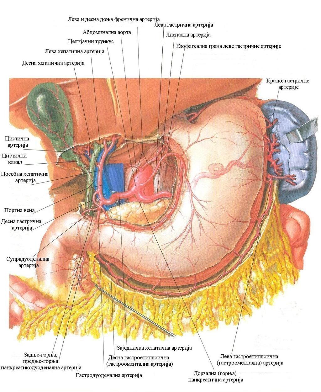 Слика 2. Васкуларизација желуца (5). Преузето из: Netter FH. Atlas of Human Anatomy. Visceral Vasculature.