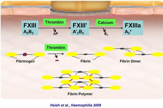 Thorsten Hass. Physiology of Coagulation and Pathophysiology of Acquired Coagulopathy. www. Perioperativebleeding.