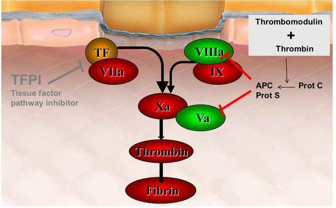 Thorsten Hass. Physiology of Coagulation and Pathophysiology of Acquired Coagulopathy. www. Perioperativebleeding.