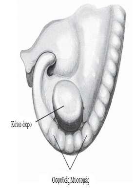 (21-24mm), H:56 μέρες (25-27mm), I: 60 μέρες