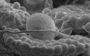 Current Research Activities at ΙΜΒΒ
