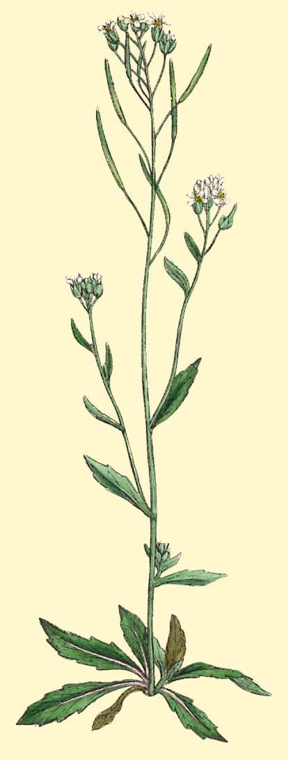 Arabidopsis thaliana