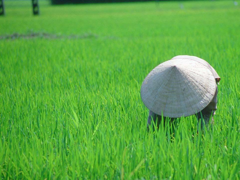 Ryžių proteomikos projektas Ryžiai svarbus ir patogus objektas, nes: Ryžiai sudaro 23% pasaulyje