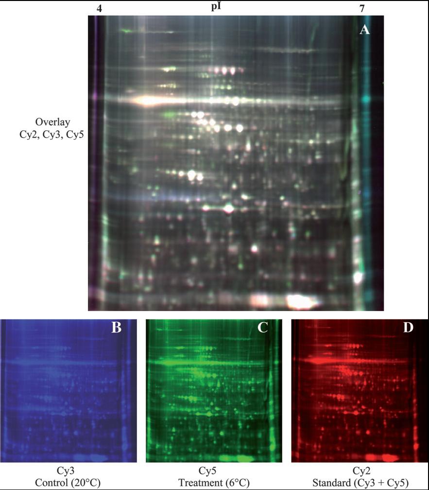 2D-DIGE (2D Fluorescence DIfference Gel Electrophoresis) Šalčiu paveiktų Arabidopsis thaliana