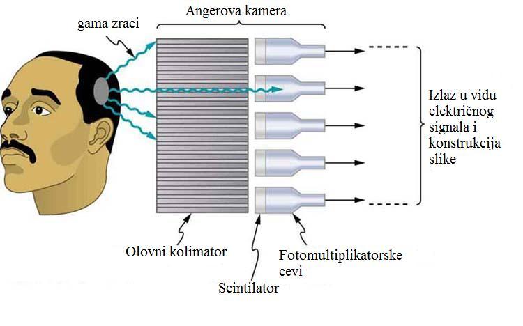 radioaktivnosti u telu ispitanika.