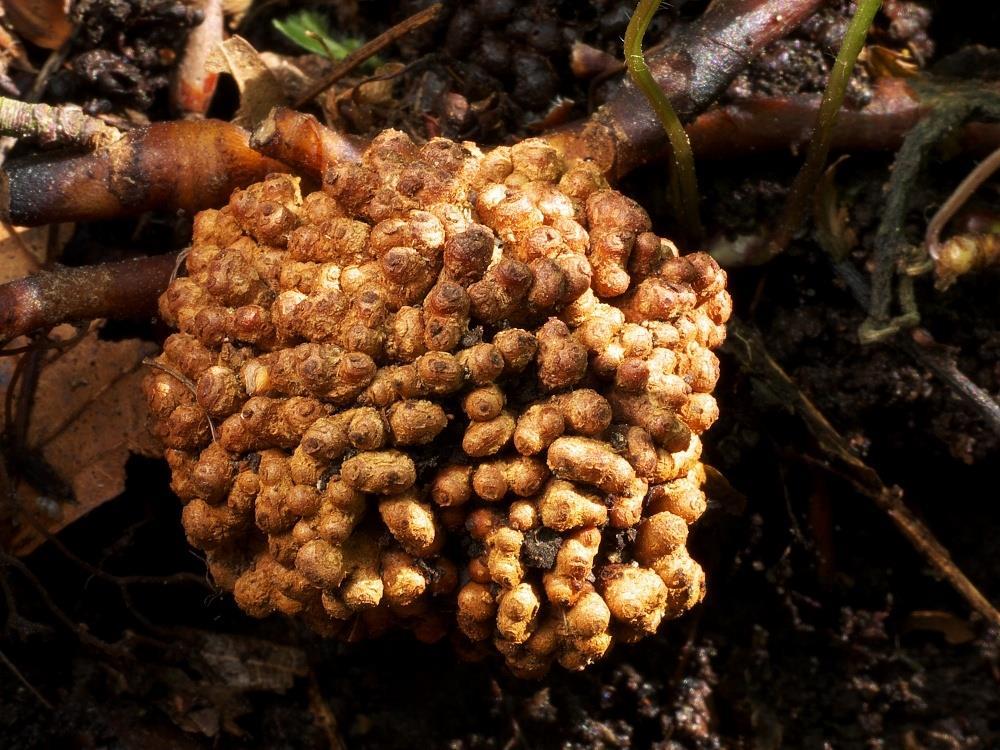 Frankia alni - Alnus