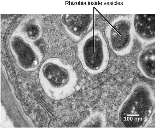 nodule kao endosimbiotske organele, bakteroidi, obavijene
