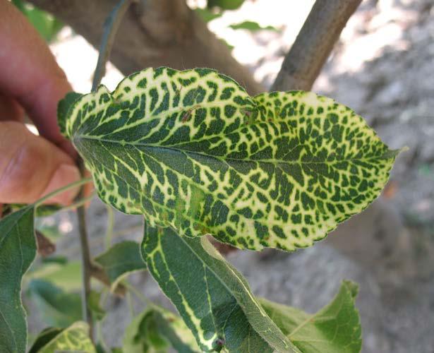 Jamičavost stabla jabuke (Apple stem pitting virus - ASPV) Jamičavost stabla jabuke (foto: http://www.plantwise.