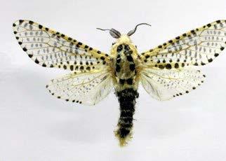 pyrina: Levo - larva; u sredini adult; desno curenje soka iz napadnutog debla jabuke (foto: http://www.inra.fr) Simptomi.