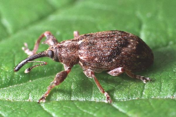 Jabučni cvetojed - Anthonomus pomorum Biologija. Ima jednu generaciju godišnje.