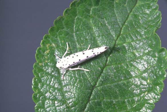 A. pomorum. Izgled napadnutog cvetnog pupoljka jabuke (levo); adult (desno) (foto: D. Vajgand; http://www.zin.ru) Simptomi. Odrasli rilaš se hrani u cvetnim pupoljcima.