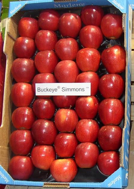 Gala Buckeye Simmons (foto D. Radivojević). Ajdared (foto D. Radivojević). Jonagold Jonagold se smatra jednom od najukusnijih sorti jabuke.