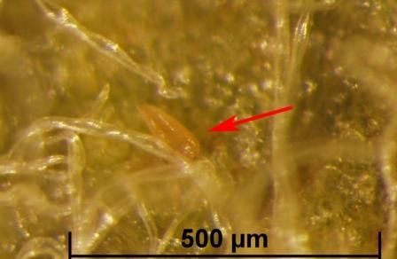 A. schlechtendali: Desno - izgled odrasle grinje; oštećenja na listu jabuke (foto: http://www.science.oregonstate.edu) Simptomi.
