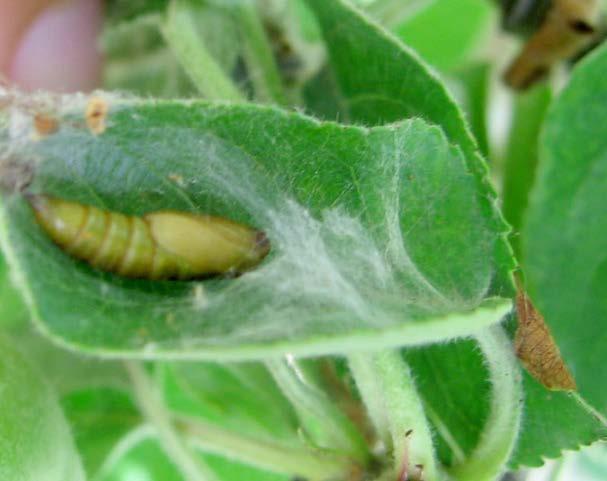 Suzbijanje u slučaju prekalemljivanja se obavlja neposredno posle završetka tretiranja organofosfornim insekticidima (grupa 1) u kombinaciji sa uljima.