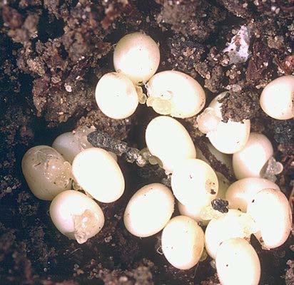 Praćenje uvijača lista se obavlja vizuelnim pregledom i feromonskim klopkama. Veliki majski gundelj Melolontha melolontha Biologija. Jedna generacija M. melolontha se razvija tri do četiri godine.