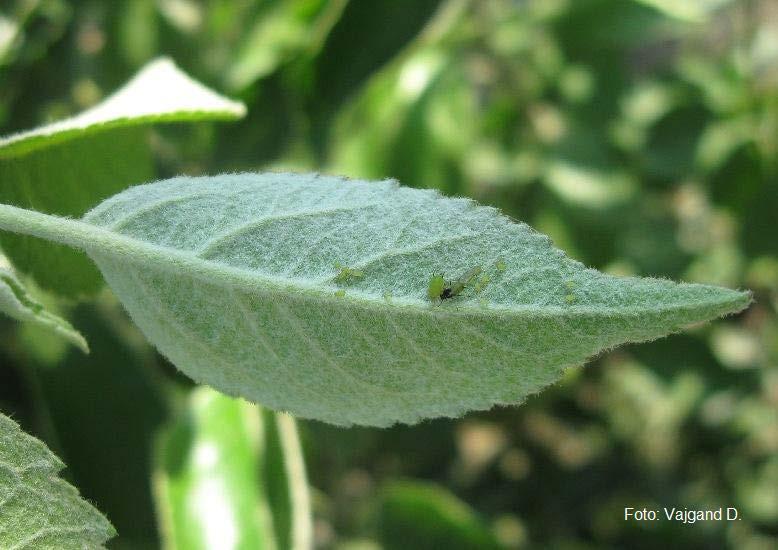org) Zelena vaš jabuke - Aphis pomii Biologija. Ima veliki broj generacija, godišnje i više od 15. Prezimljavaju zimska jaja, obično u velikim grupama.