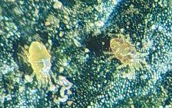 Zetzellia mali (fam. Stigmaeidae) Z. mali. Izgled odraslih jedinki (foto: http://www.ces.ncsu.edu) Z. mali je mala i slabo aktivna predatorska grinja.