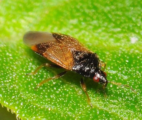 Postoje populacije otporne na organofosforne insekticide. Fenoksikarb i metoksifenozid su veoma toksični za S. punctillum. Orius minutus (fam. Anthocoridae) O. minutus. Adult (foto: http://www.flickr.