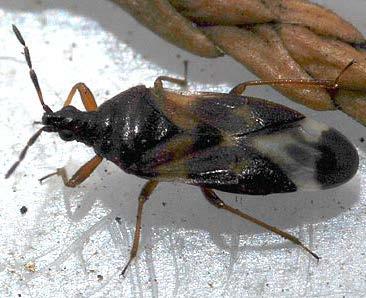 Predatorske stenice. Levo Anthocoris nemoralis; desno fam. Nabiidae (foto: D. Vajgand; www.britishbugs.org.uk) Nabis spp. (fam. Nabiidae) Veličine je oko 1 cm.